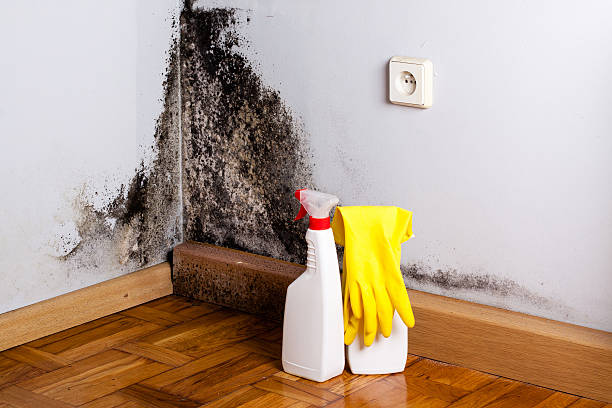 Best Preventive Mold Services in Grafton, ND